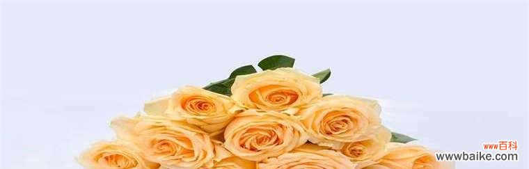 解读香槟玫瑰的花语 香槟玫瑰的花语与象征意义