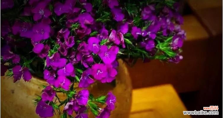 探索相思梅的花语及背后的意义 相思梅的花语及寓意