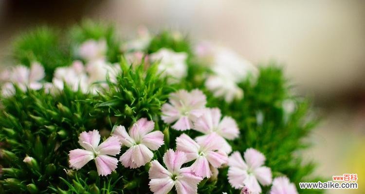 探索相思梅的花语及背后的意义 相思梅的花语及寓意