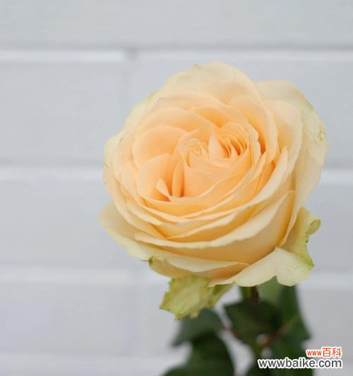 探寻香槟玫瑰的浪漫内涵与情感意义 香槟玫瑰的象征意义与寓意