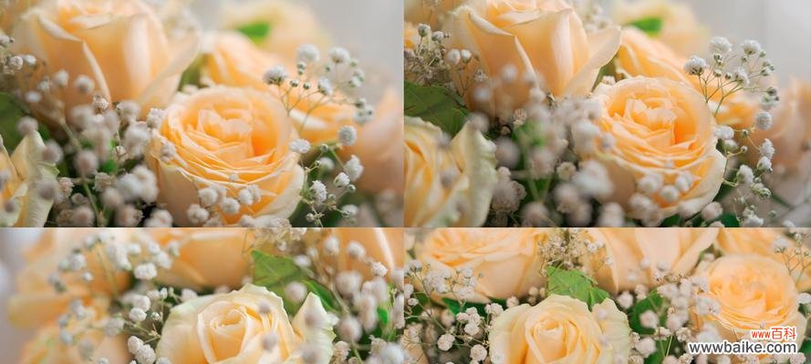 探索香槟玫瑰的美丽花语和深刻寓意 香槟玫瑰花语与寓意