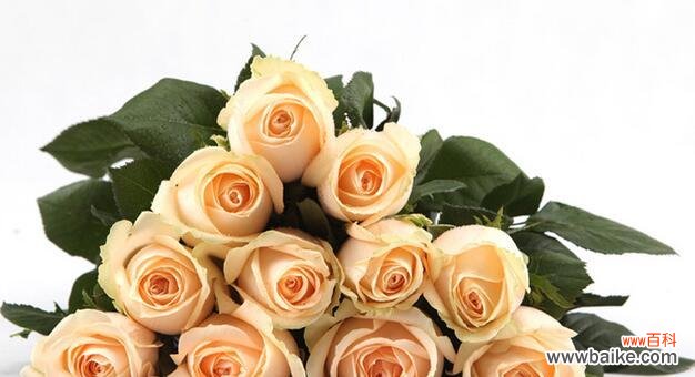 探索香槟玫瑰的花语和寓意 香槟玫瑰