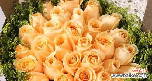 探索香槟玫瑰的花语和寓意 香槟玫瑰