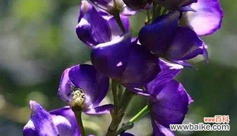 《以菊花寄托久别重逢的期盼》 《重逢的花语》