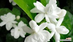 揭示不同花的花语表达拒绝爱情的含义 《拒绝爱情的花语》