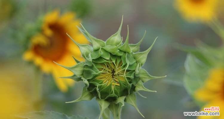 盛开的坚毅 倔强之花语——郁金香的坚韧与顽强