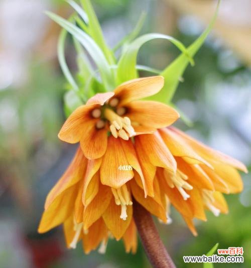 揭示花语中的冷漠无情 冷漠无情的花语-以什么花为主题的文章