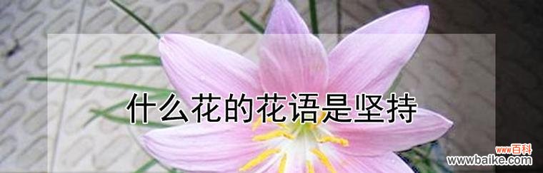 冷漠与孤独的银白世界 冷漠之花——银杏花的花语