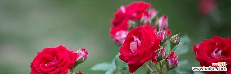 一朵冷艳的绝交之花 绝交花语之梅花