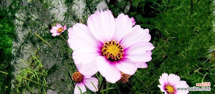 以向日葵为主题的花语 用花语传递开心的力量