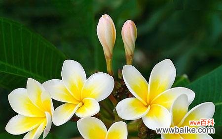 以小而美的花朵传递可爱的魅力 可爱之花