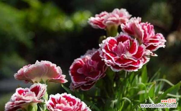 以小而美的花朵传递可爱的魅力 可爱之花