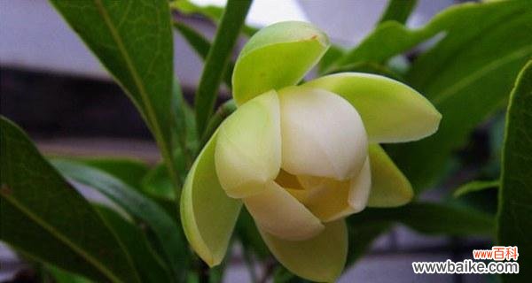 表达可爱善良的花语——牡丹花 以牡丹花为主题的文章