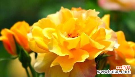 表达可爱善良的花语——牡丹花 以牡丹花为主题的文章