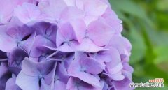 阳光与快乐的象征——向日葵 以向日葵为主题的快乐花语