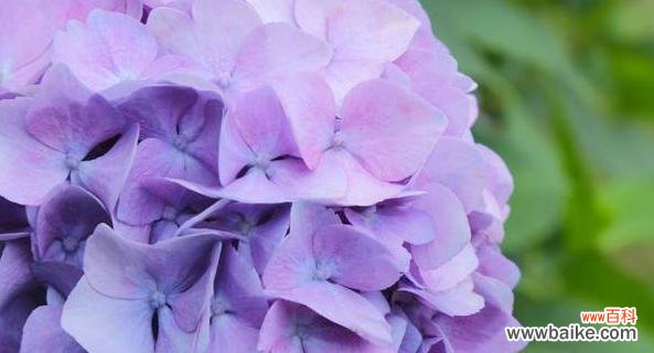 阳光与快乐的象征——向日葵 以向日葵为主题的快乐花语