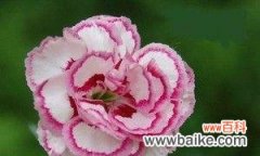 用花语传递宽容之美 宽容之花——以白兰花为主题的花语探秘