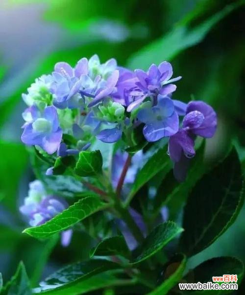 白色百合 宽恕的花语——以白色百合为例