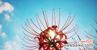 揭秘不一样的愧疚花语 花语愧疚,以什么花为主题