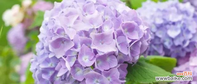 以玫瑰为主题的浪漫花语 浪漫花语之爱情无边