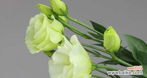 以玫瑰为主题的浪漫花语 浪漫花语之爱情无边