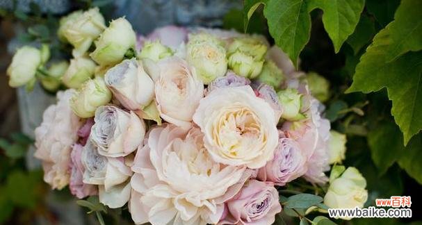 以玫瑰为主题的浪漫花语 浪漫花语之爱情无边