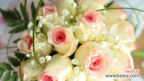 探寻香槟玫瑰所传达的情感与寓意 香槟玫瑰花语的深意