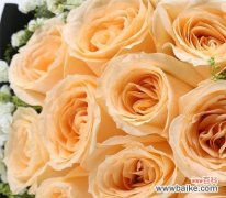 花语解读与传达情感 香槟玫瑰的含义