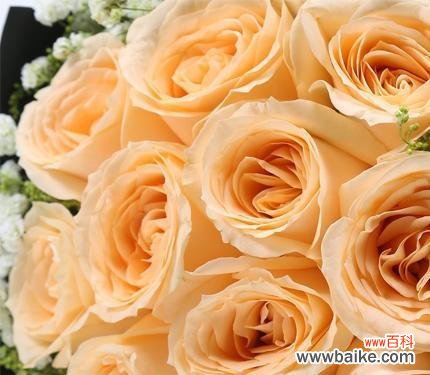 花语解读与传达情感 香槟玫瑰的含义