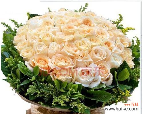 花语解读与传达情感 香槟玫瑰的含义