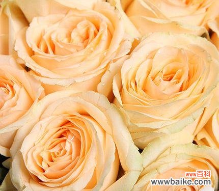 探索香槟玫瑰的寓意与象征 香槟玫瑰