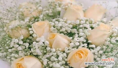 探索香槟色玫瑰传达的情感和象征 香槟色玫瑰的花语与意义