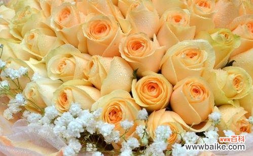 解读不同朵数香槟色玫瑰的隐含寓意 香槟色玫瑰的朵数与意义