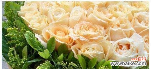 解读不同朵数香槟色玫瑰的隐含寓意 香槟色玫瑰的朵数与意义