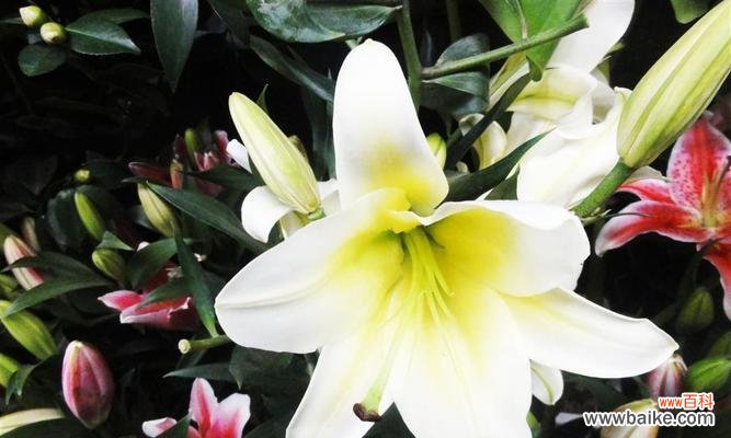 用芬芳的百合传递美好的寓意 香水百合的寓意——芳馨与纯洁的象征