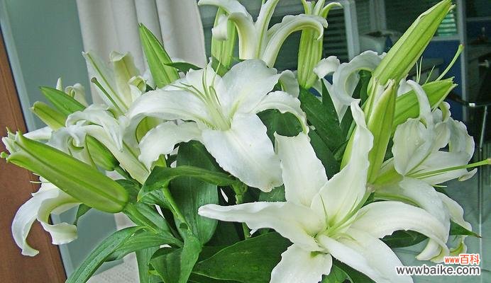 用芬芳的百合传递美好的寓意 香水百合的寓意——芳馨与纯洁的象征