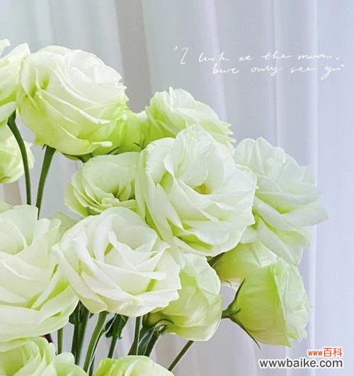 用花语传递美好祝愿的艺术 香槟洋桔梗花语搭配之花开寓意