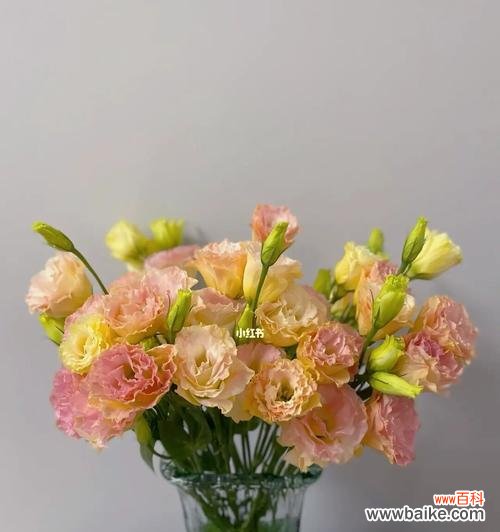 用花语传递美好祝愿的艺术 香槟洋桔梗花语搭配之花开寓意