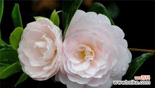 以雏菊为花语 告别离开，寄托不舍