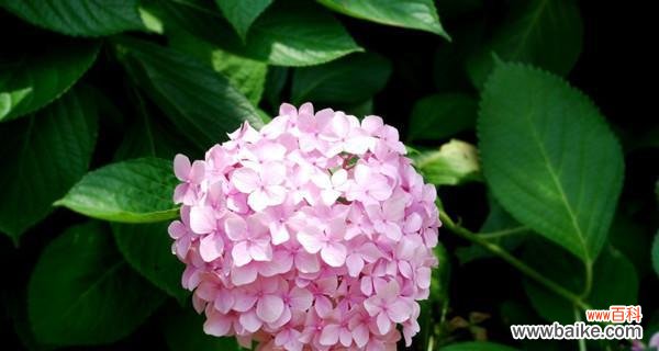 揭秘玫瑰花背后的恋人花语 爱情之花——玫瑰的花语