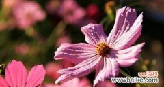 探索生命的循环和转变 轮回之花——白色莲花的花语