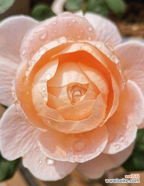 荣耀与力量的象征——玫瑰花的花语 女王之花