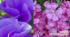 以什么花的花语表达了美丽 美丽花朵的花语