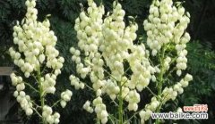 阳光之下的希望与奋斗 以向日葵花的花语探讨梦想的主题