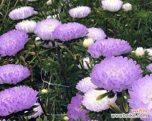 一朵寄托真挚情感的花 花语默默守护的爱