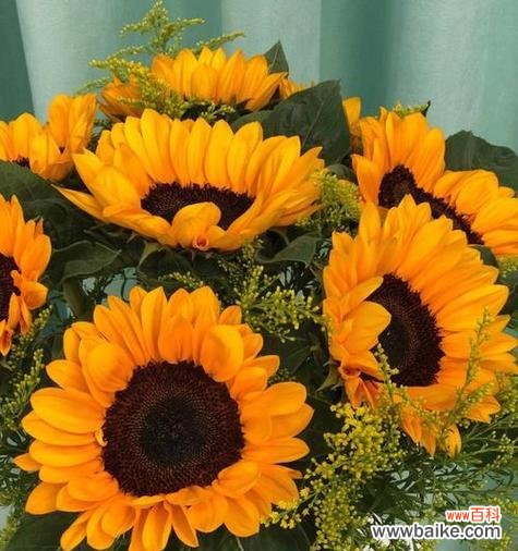 一朵寄托真挚情感的花 花语默默守护的爱