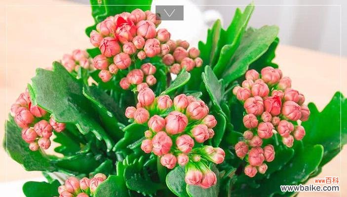 康乃馨花语 母爱如花开——以康乃馨花语为主题