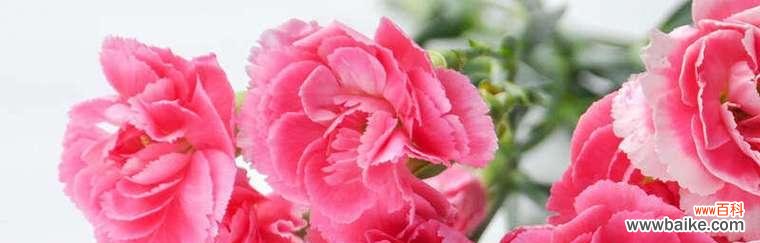 康乃馨花语 母爱如花开——以康乃馨花语为主题