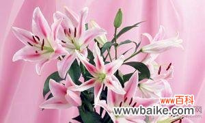 解码百合花的深刻寓意 百合花的花语解读