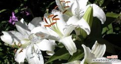 揭秘百合花的花语与魅力 百合花语——美丽而深邃的香水之谜